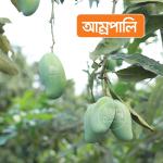 Aamropali Mango 10 KG