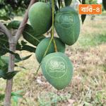 Bari-4 Mango 10 KG