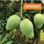 Gopalvogh Mango 10 KG