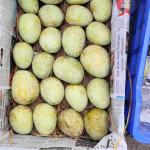 Gourmoti Mango 20 KG