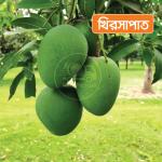 Khirsapat Mango 10 KG