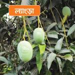 Langra Mango 10 KG